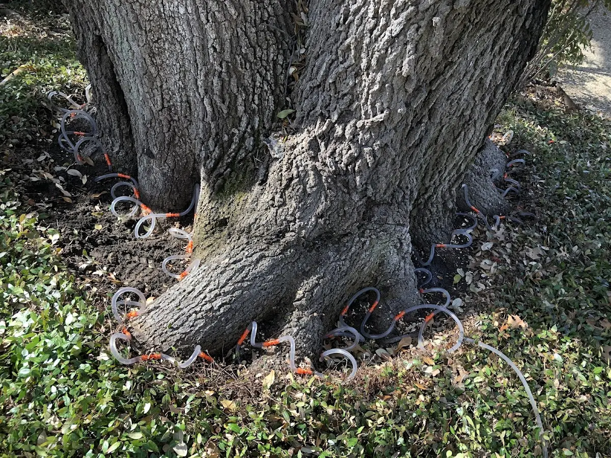 Detailed Tree Cabling and Bracing job site in Cashiers