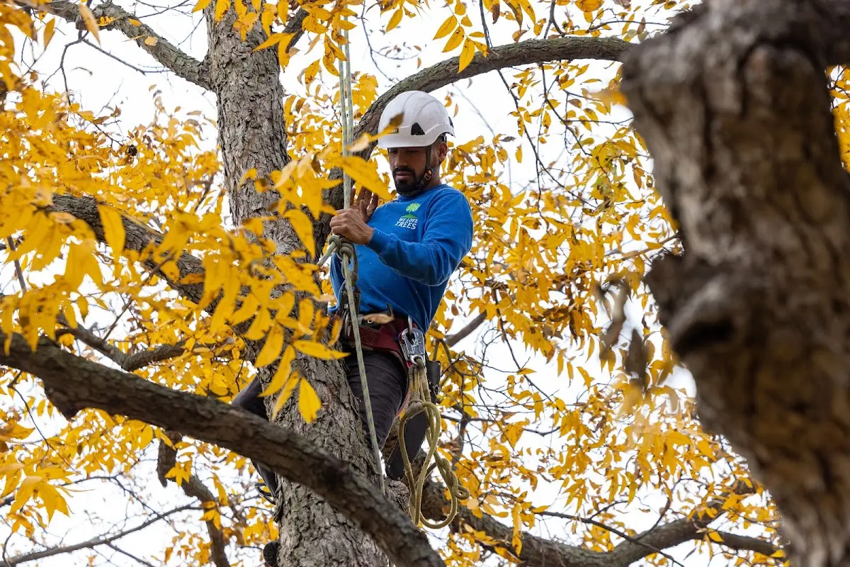 Skilled Tree Trimming crew working in Cashiers