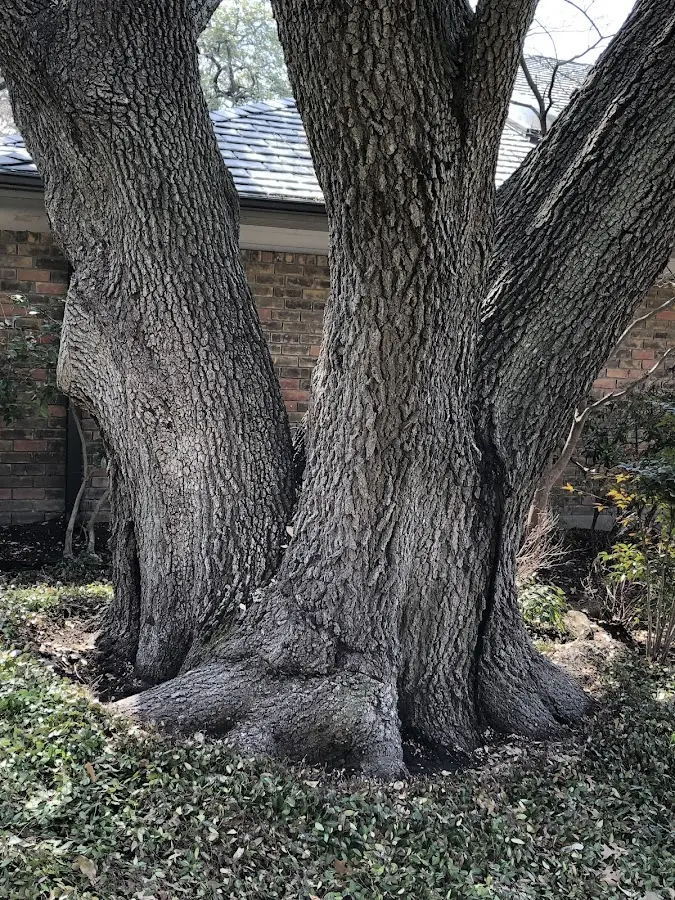 Mature heritage tree close to a Cashiers property cared for by certified arborists